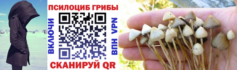 наркота  Ижевск  Псилоцибиновые грибы мицелий 